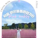 해누리발전소 | 창원 가을 나들이 마산 덕동 맑은물플라워가든에서 핑크뮬리와 코스모스 주말 꽃놀이