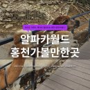 아이월드 | 홍천 알파카월드 후기 아이와 가볼만한곳 먹이주기 체험 주차 총정리