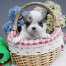 천사 애견 이미지