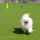 더 폼 스타켄넬 이미지