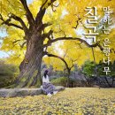 말하는 은행나무 | 칠곡 말하는 은행나무 명소 실시간 후기