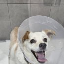 사랑해요동물병원 이미지