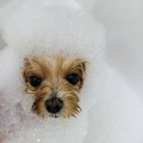 구미산동 애견미용 눈부시개 이미지