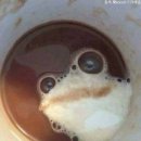 개구리커피