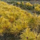 황금수퍼 이미지