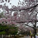 작전체육공원 | [인천벚꽃명소] 서운체육공원벚꽃 인천벚꽃만개 현재벚꽃상황