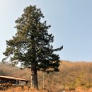 천황사 - 1235 | 천황사