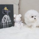 은아 펫 타운 이미지