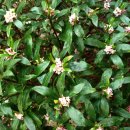 안진초등학교 이미지