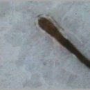 춤추는머리나라 이미지