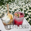 필무드(fillmood) | 파주 카페 필무드 후기, 샤스타데이지 포토존이 예쁜 대형카페