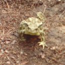 금두꺼비 이미지