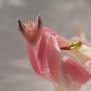 꽃잎 같은 놀라운 위장술...`난초 사마귀` (사진,동영상) 이미지