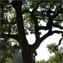 영풍 병산리 갈참나무 | [문화재답사/영주] 영풍 병산리 갈참나무 - 천연기념물 제285호