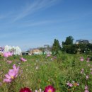 코스모스 이미지