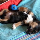 우리덕구 동물병원 이미지