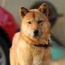 순수진돗개 이미지