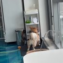 신동-39 | 수원 신동 애견 카페 [보고싶당개] 이용 후기🐶