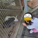 유명산라온캠핑장 이미지