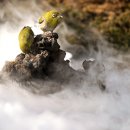 동박생이 이미지