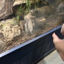 쥬쥬랜드 2호점 | 🦖쥬쥬랜드 일산점 로봇전시관 &amp; 동물 먹이주기 체험 후기🐰 실내동물원에서 아이와 특별한 하루!