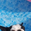 발라당눕스 이미지