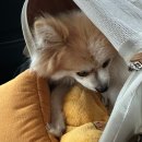 석촌유치원 | [송파 / 석촌] 송파 애견호텔 강아지 유치원 옐레드 송파 헬리오 시티점 후기 🐶