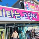 스키타는고양이 이미지