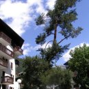 에델바이스 이미지