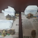 석인농장 이미지