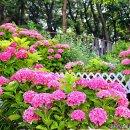 초안산근린공원 | 서울 가볼만한곳 노원구 초안산근린공원 수국동산