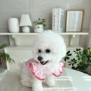 앵두내 | 강아지티셔츠 앵두 리본 프릴 나시 신축성 봄 여름옷