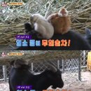 삼남매 염소농장 이미지