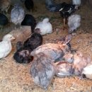 길원농장 이미지