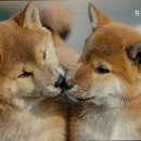 참사랑동물병원 이미지