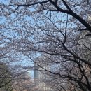 대우마리나아파트 | 부산 벚꽃 개화현황(26.3.28)_ 대우 마리나 아파트, 낙동제방벚꽃길