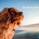 도그몽 이미지