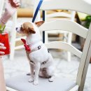 사람과애견 이미지