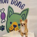 서촌동 댕번지 이미지