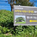 → 팽나무3거리 이미지