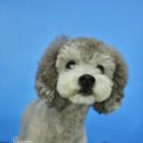 강이네펫샵 이미지