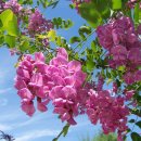 아카시아 이미지