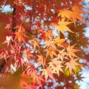 체리네 민박 이미지