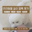 천안 아쿠아 패브릭 소파 청소 강아지 구토 오염 세척 후기