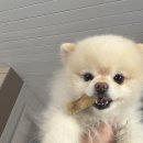 들안길애견펜션 이미지