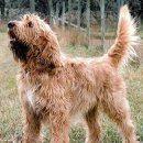 Otter(오터) 이미지