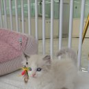 나는 고양이에 빠지다 | 위례고양이 나는 고양이에 빠지다 후기