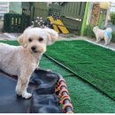 호텔 독스 이미지