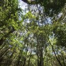 돈내코 | 제주 계곡 물놀이 돈내코 유원지 원앙폭포 수영 후기