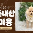 지혜롭개 이미지